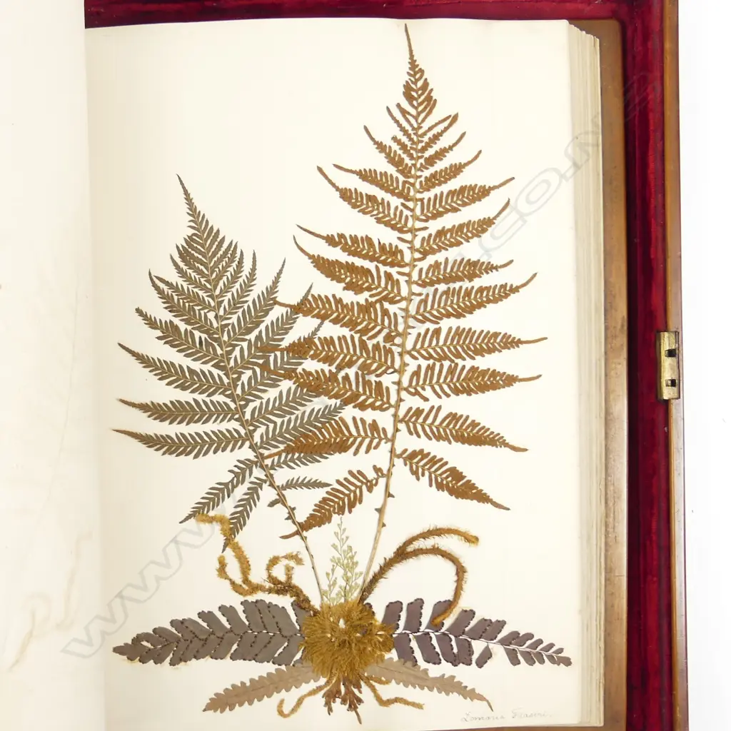 An impressive 19thC figured kauri boxed and covered album Image 1++