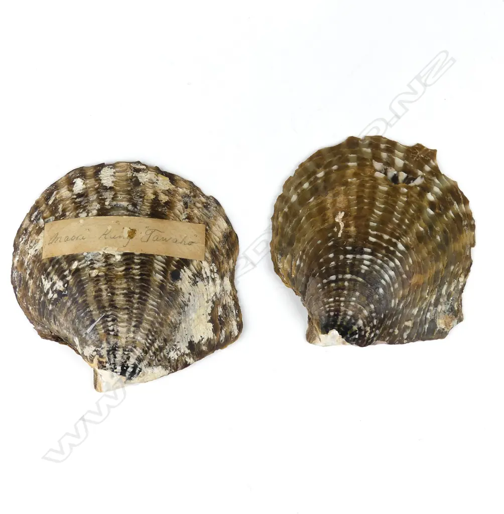 Attributed John P. Backhouse pair of Maori portraits on shells Image 1++