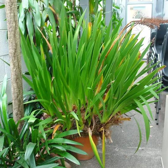 A large potted 'Poor Knights' lily