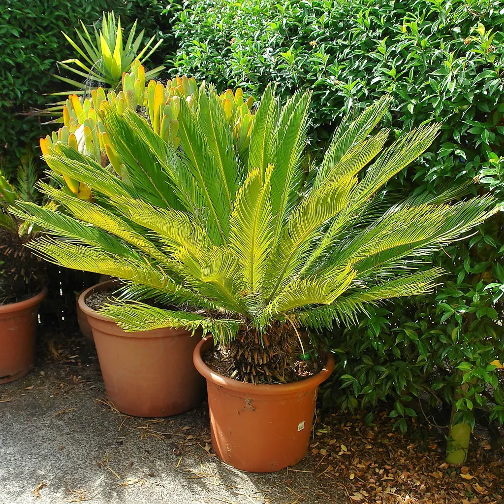 A large potted cycad plant Image 1++