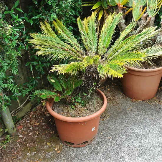 A mature potted cycad plant