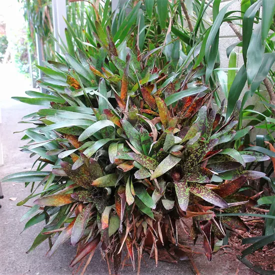 A large bromeliad potted plant