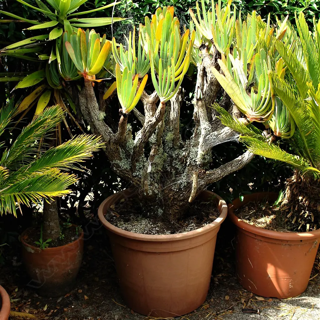 A mature aloe plicatilis potted plant Image 1++