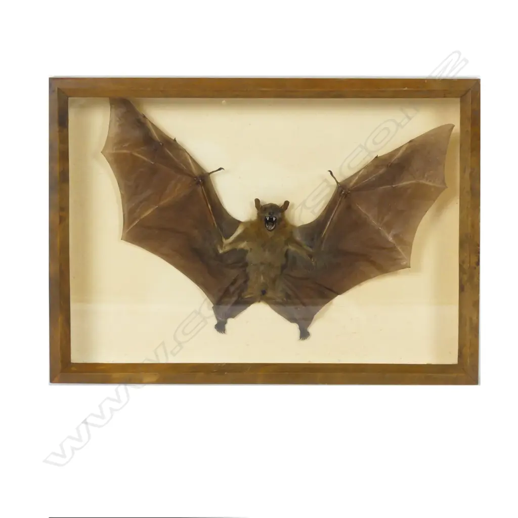 A taxidermied bat Image 1++