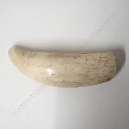 An old large whale's tooth