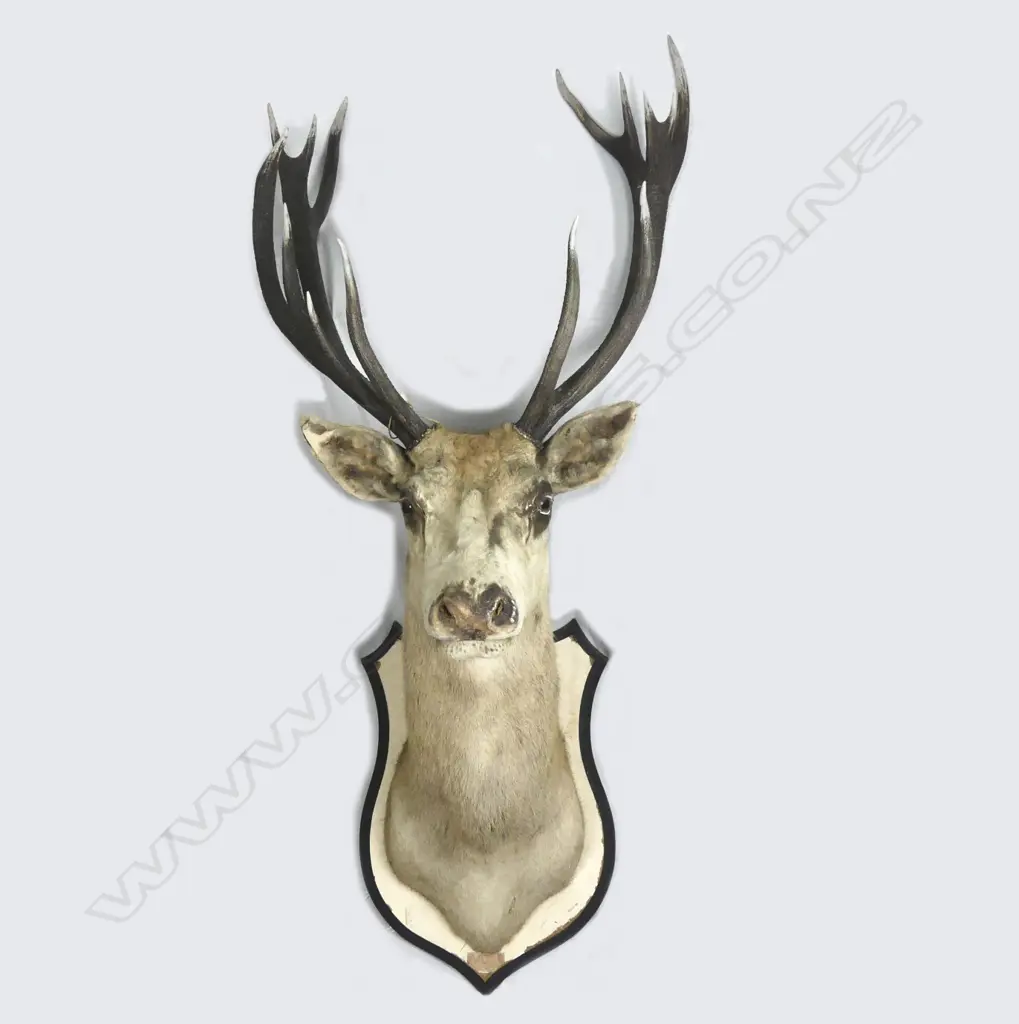 A large taxidermy deer head mount Image 1++