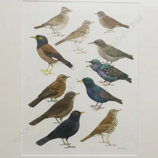 Noel William Cusa (1909-90)