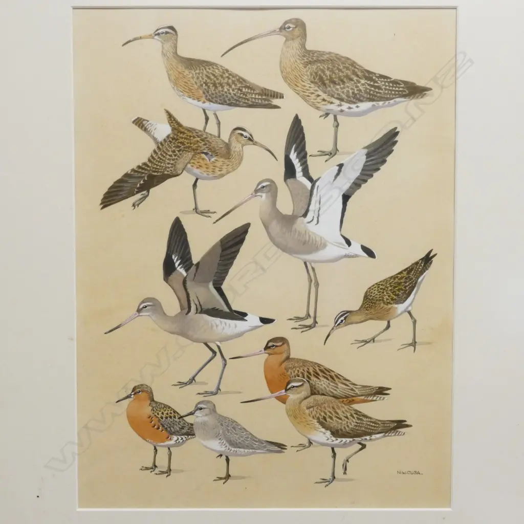 Noel William Cusa (1909-90) Image 1++