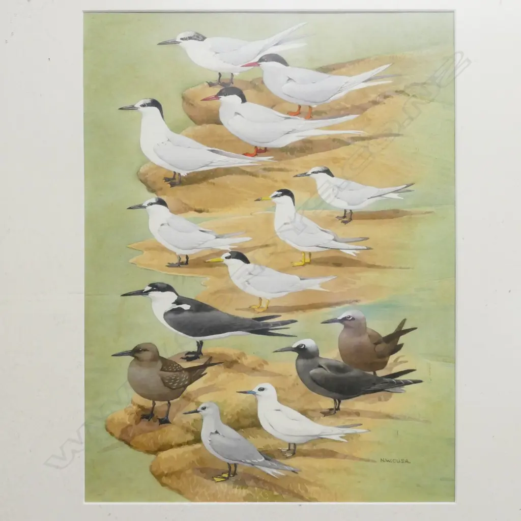 Noel William Cusa (1909-90) Image 1++