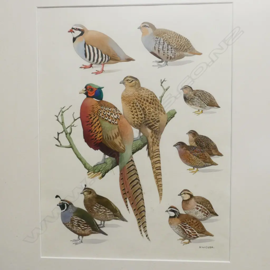 Noel William Cusa (1909-90) Image 1++