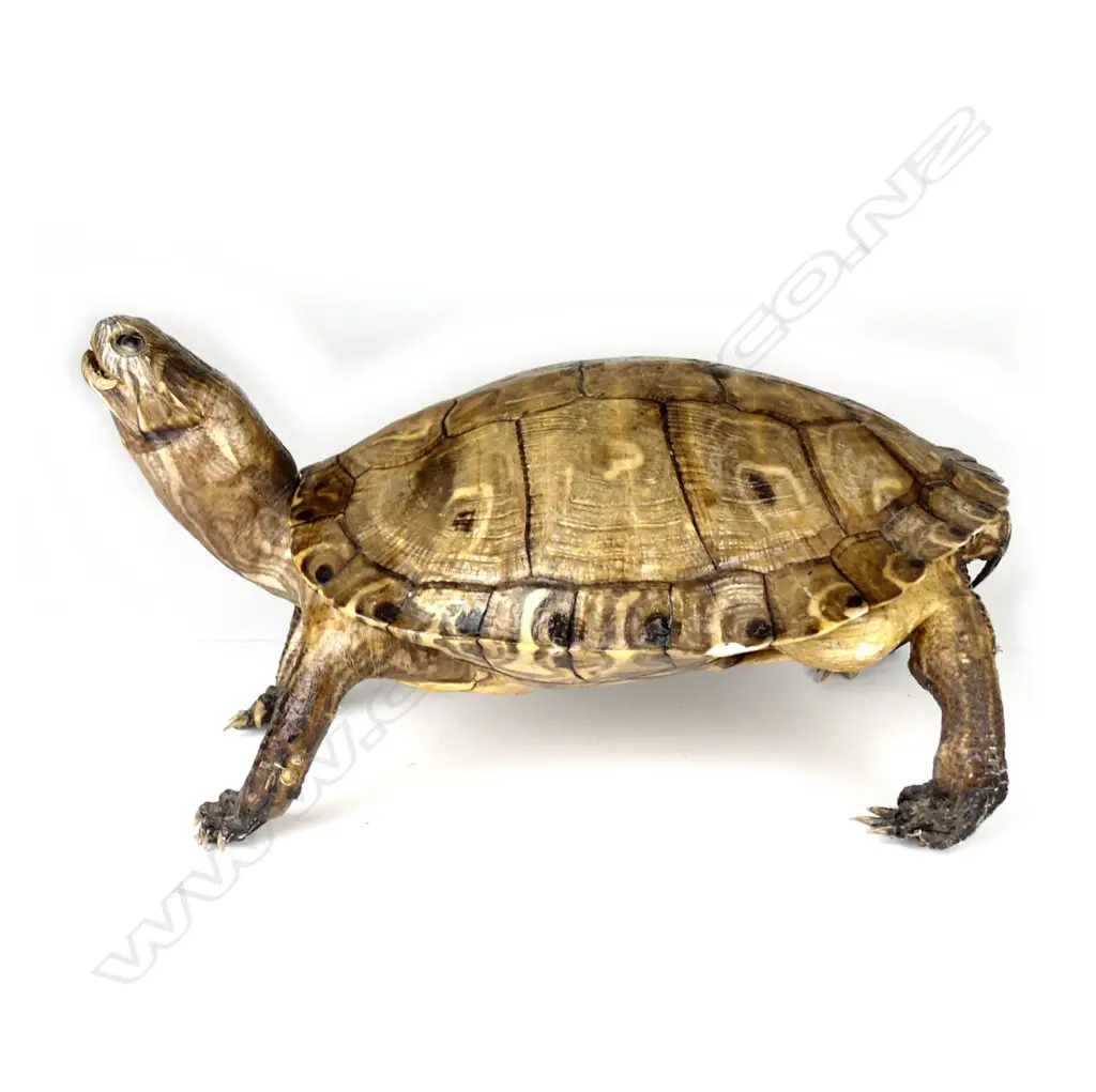 A vintage standing taxidermy tortoise Image 1++