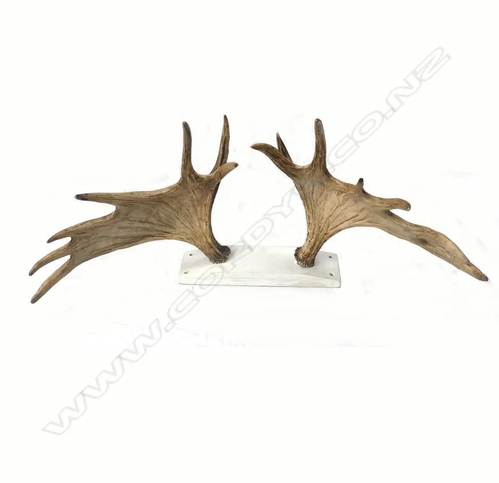 A pair of Elk antlers Image 1++