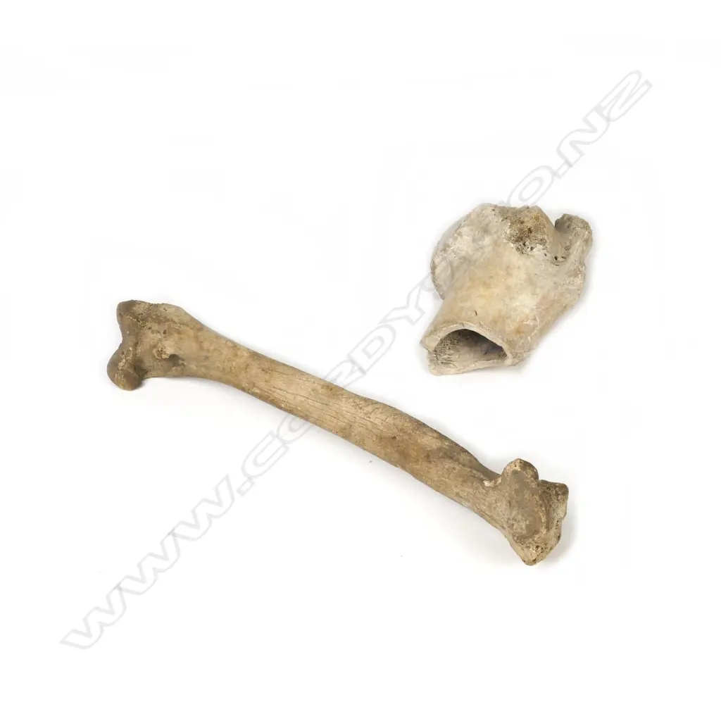Two moa leg bones Image 1++