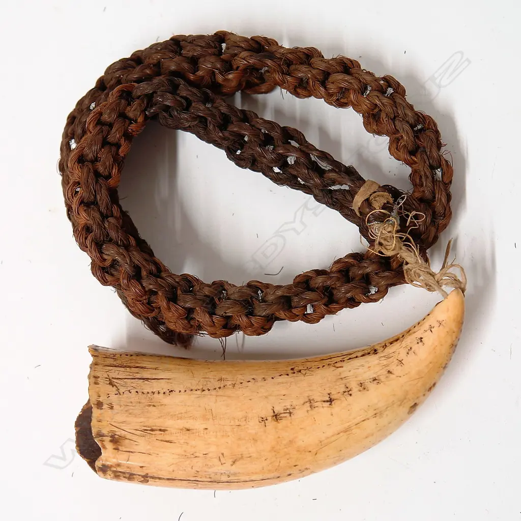 A 19thC Fijian tabua on cord Image 1++