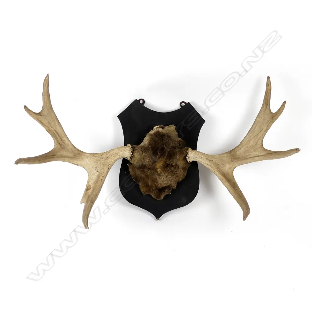 A set of elk horns Image 1++