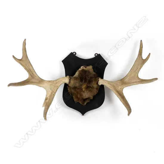 A set of elk horns