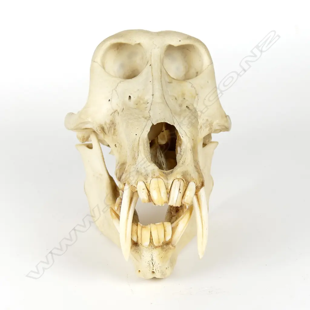 A Mandrill baboon skull (Mandrillus sphinx) Image 1++