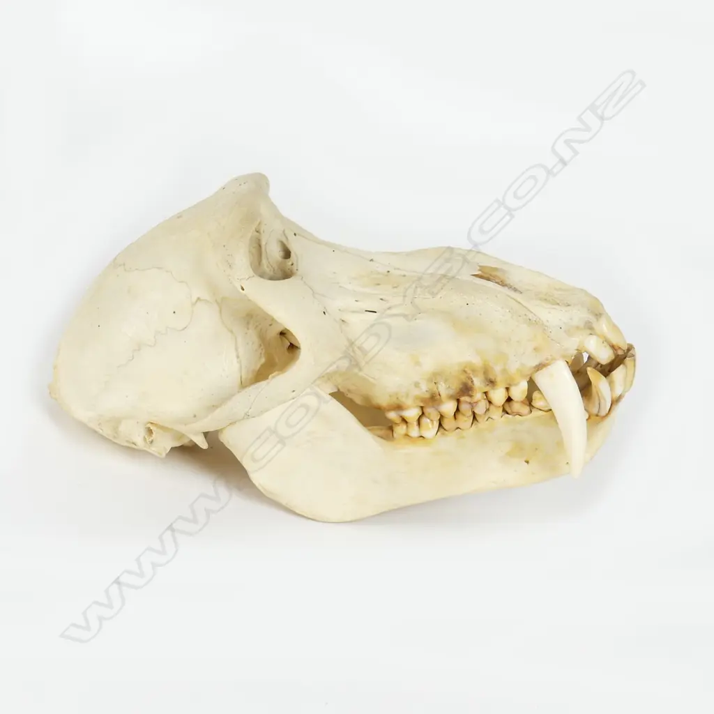 A Mandrill baboon skull (Mandrillus sphinx) Image 1++