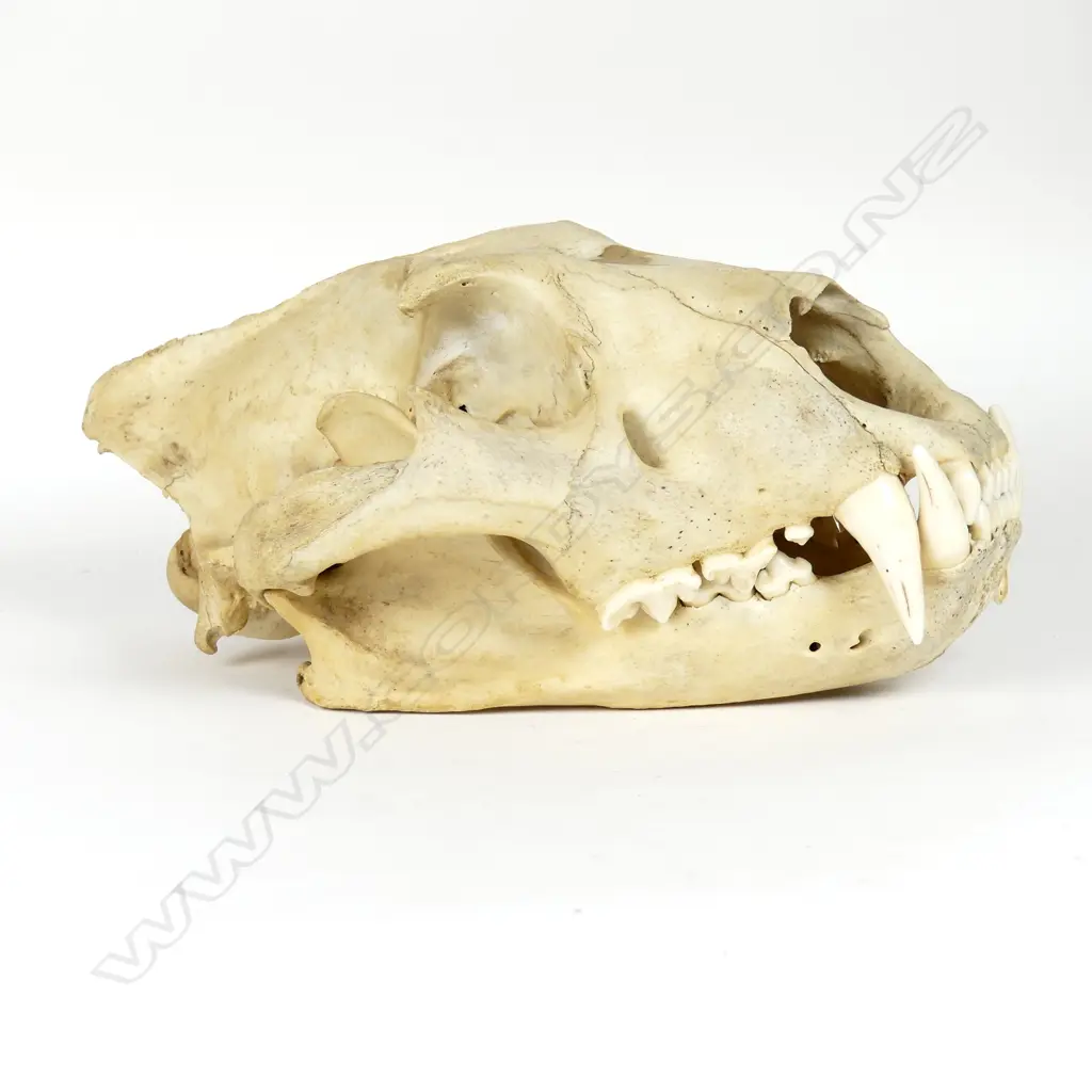 A lion skull Image 1++