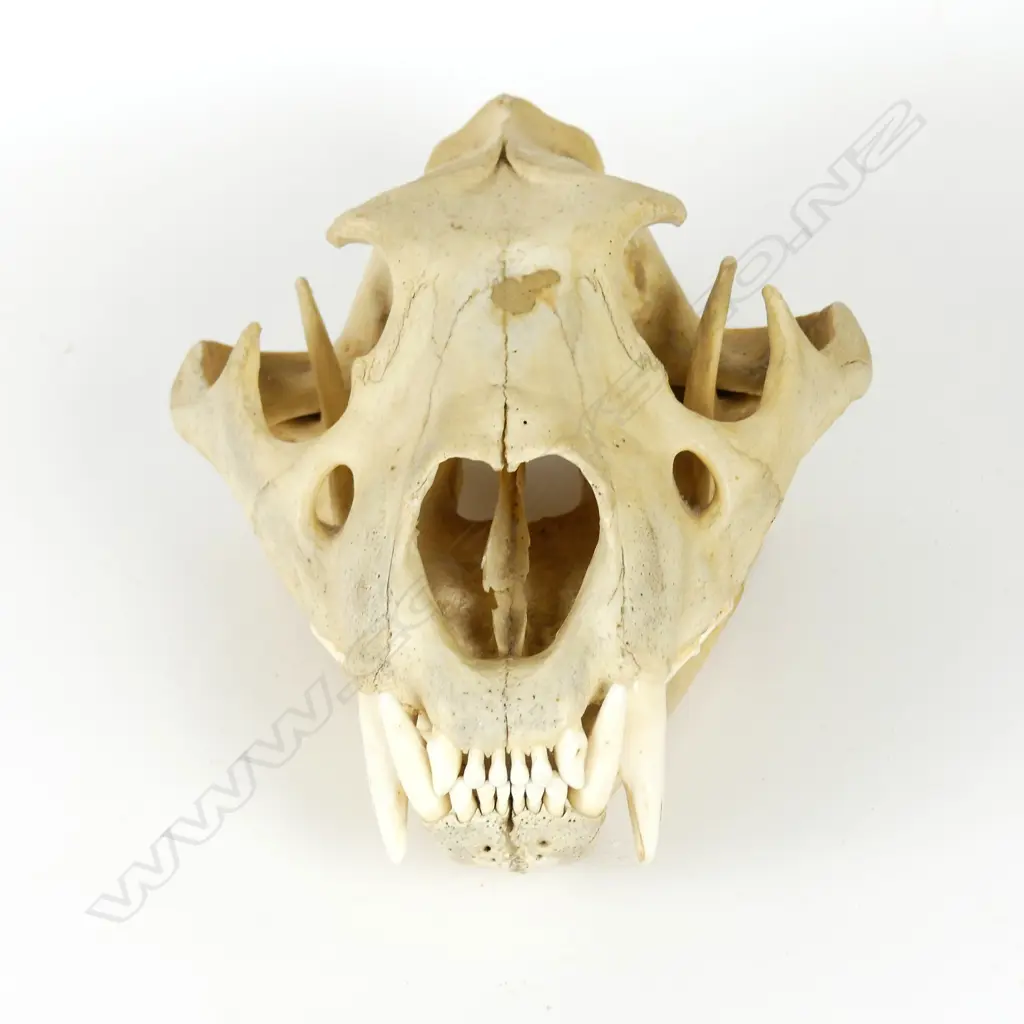 A lion skull Image 1++