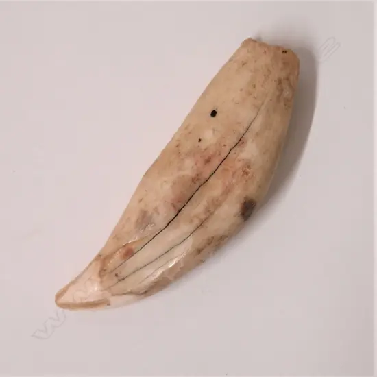 An old lion's tooth