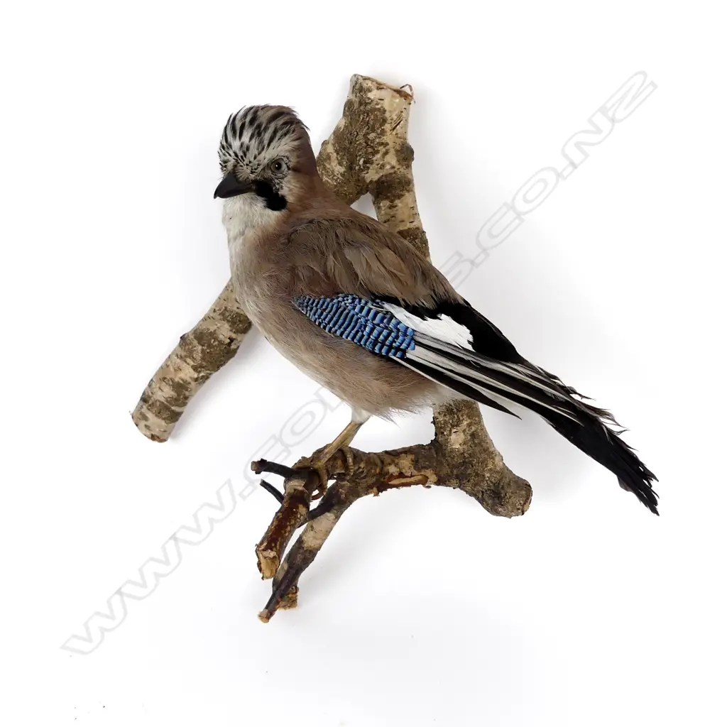 A taxidermied jay Image 1++