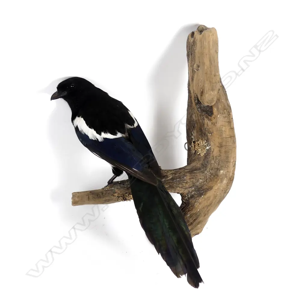A taxidermied magpie Image 1++
