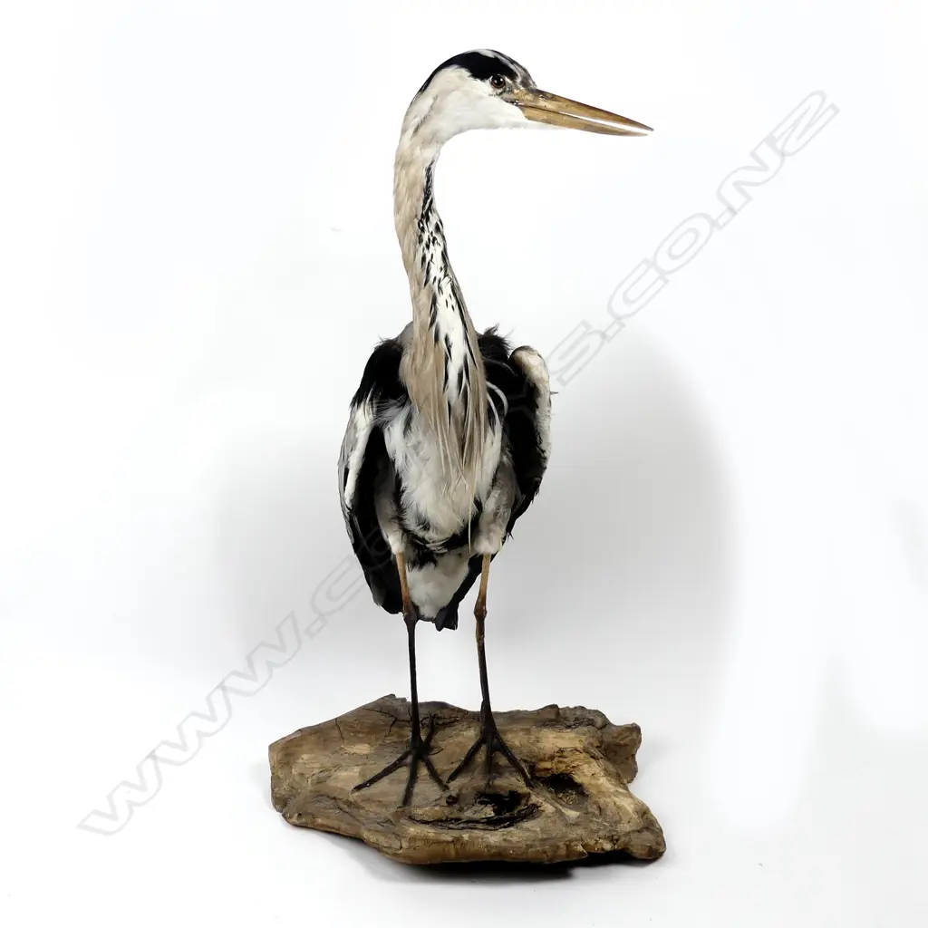 A taxidermied European grey heron Image 1++
