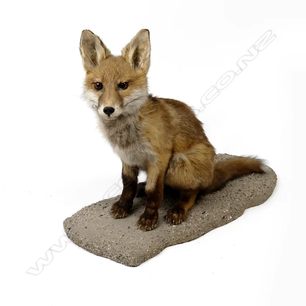 A taxidermied young red fox Image 1++