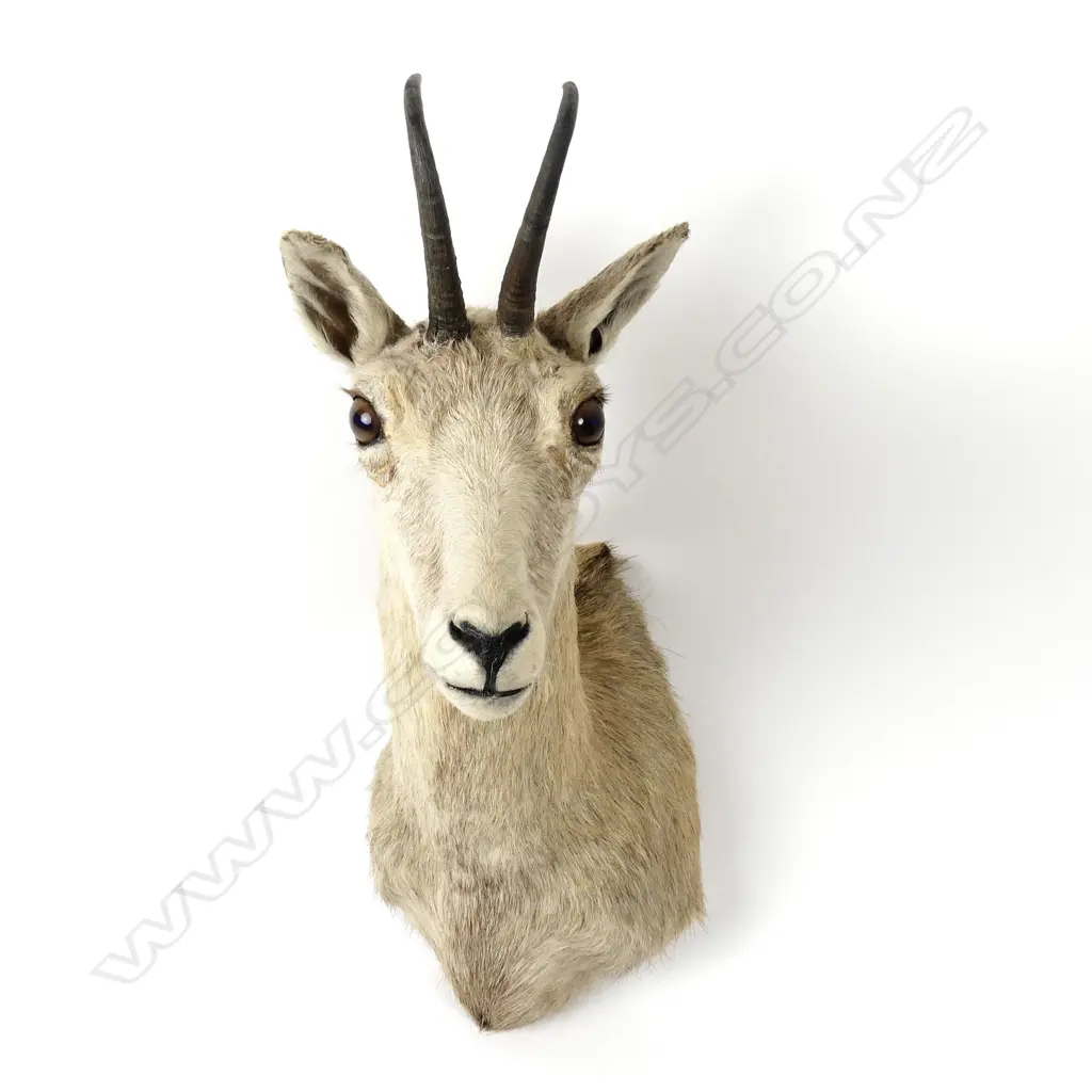 A taxidermied head of a chamois Image 1++