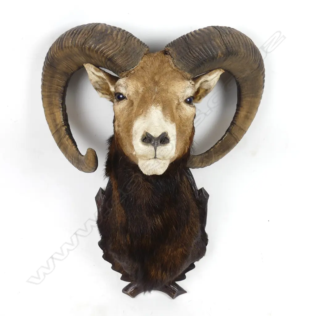 The taxidermy head of a European mouflon Image 1++