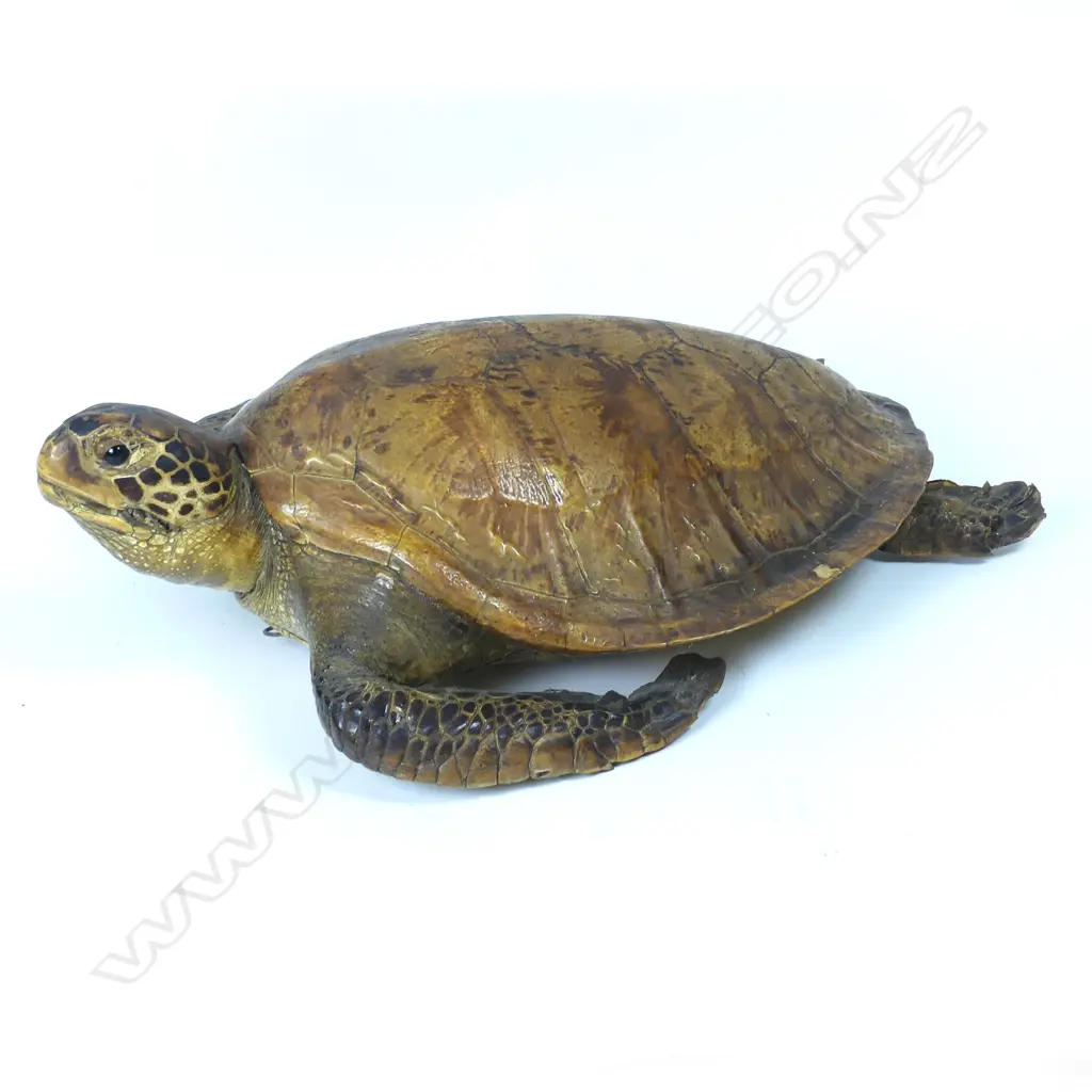 A large vintage full mount turtle Image 1++