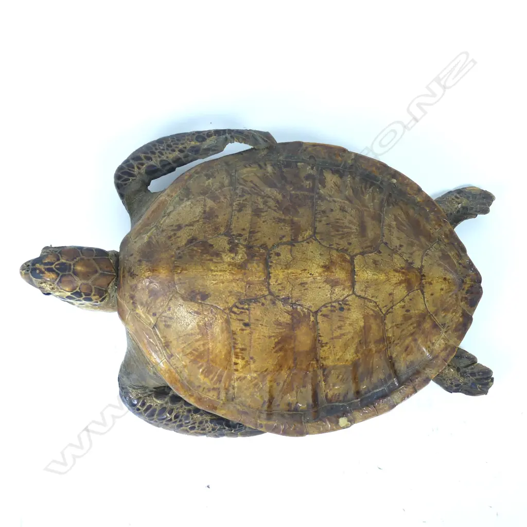 A large vintage full mount turtle Image 1++
