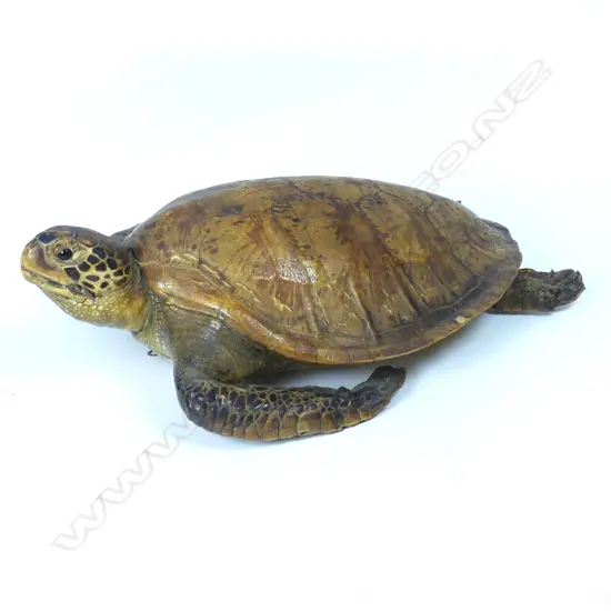A large vintage full mount turtle