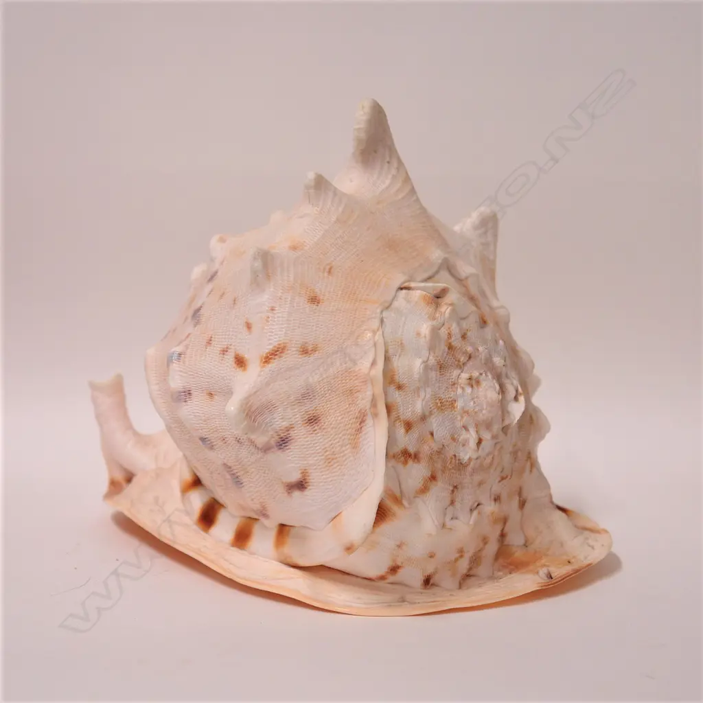 A large bullmouth helmet shell Image 1++