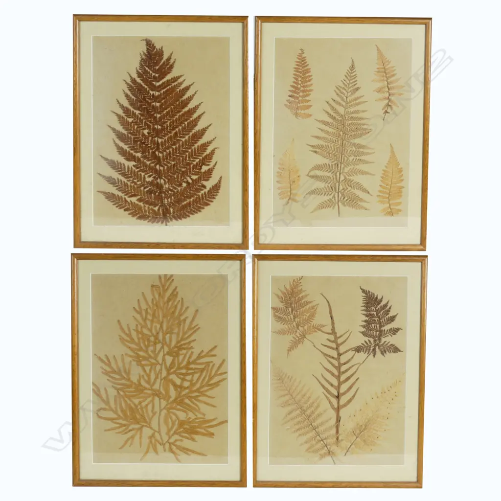 Four framed pages from a New Zealand fern album Image 1++