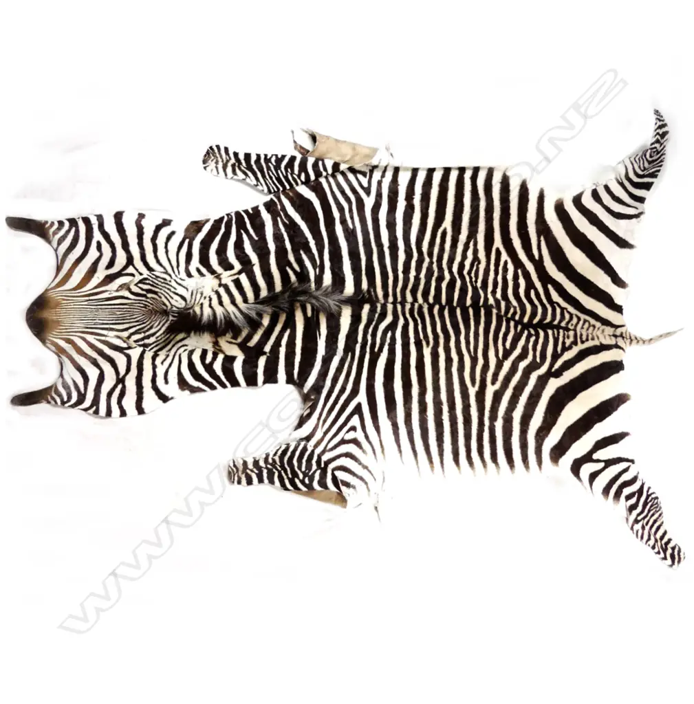 Zebra skin Image 1++