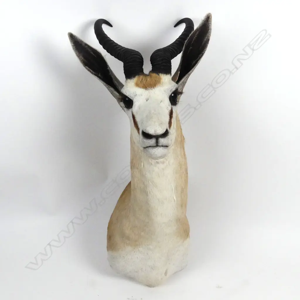 A taxidermied springbok head Image 1++