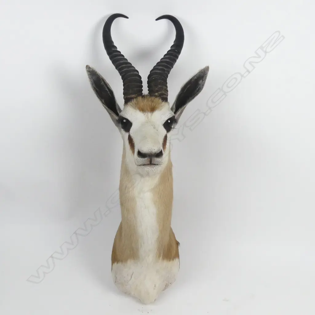 A taxidermied springbok head Image 1++