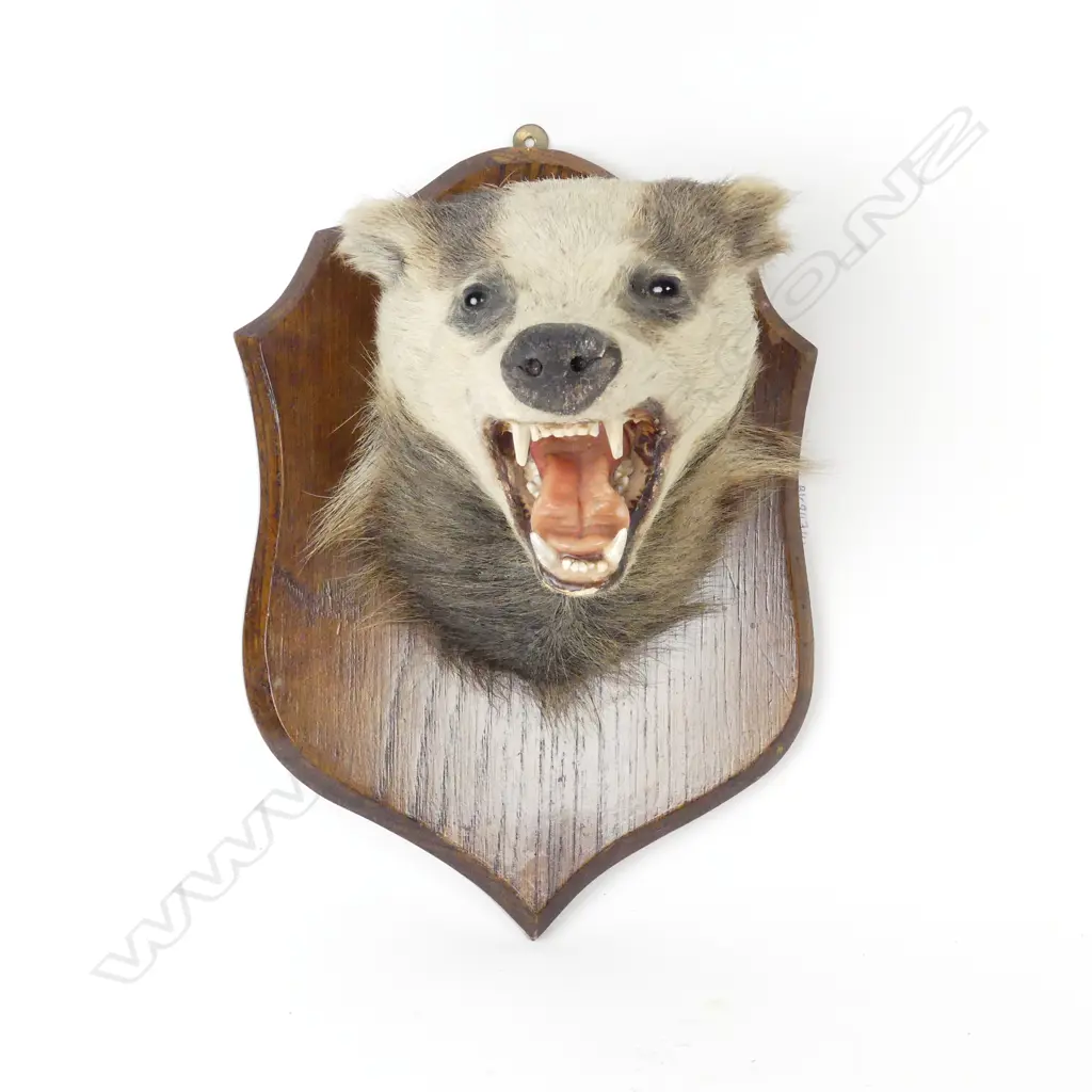 A taxidermy badger head and shoulders Image 1++