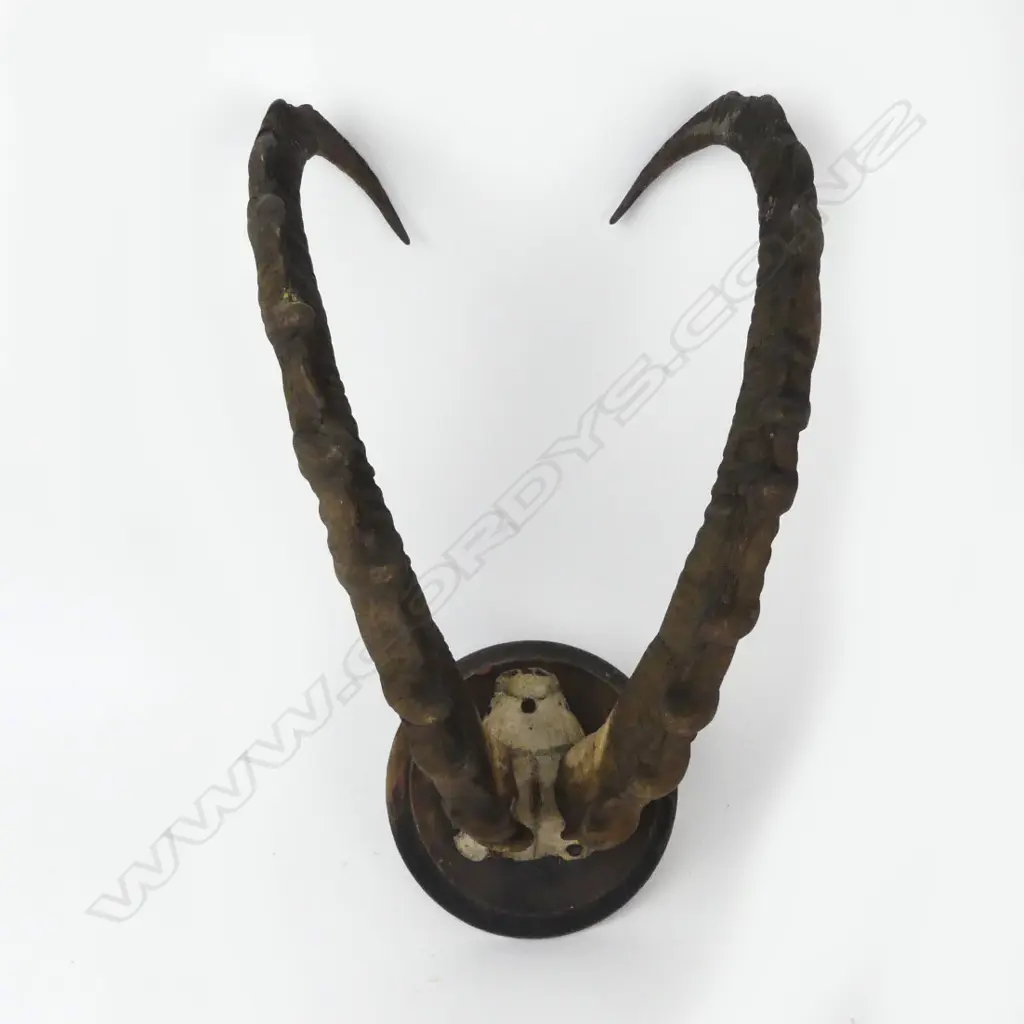 A pair of ibex horns Image 1++
