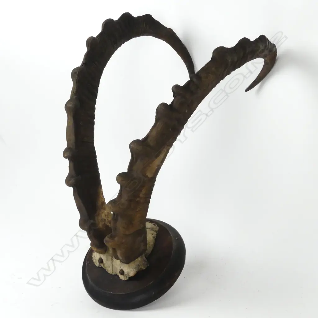 A pair of ibex horns Image 1++