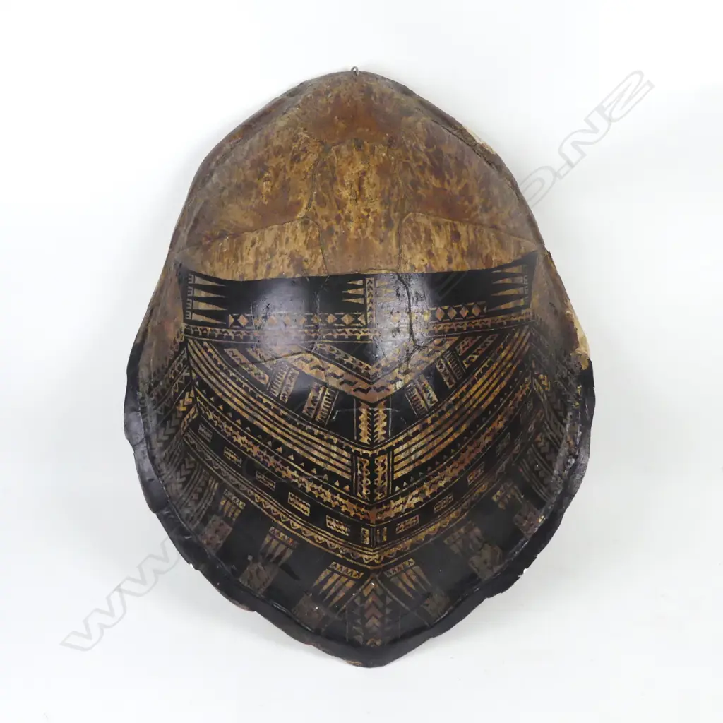 A large turtle shell Image 1++
