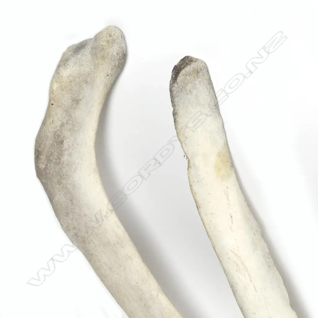 Two large adult sperm whale rib boneS Image 1++