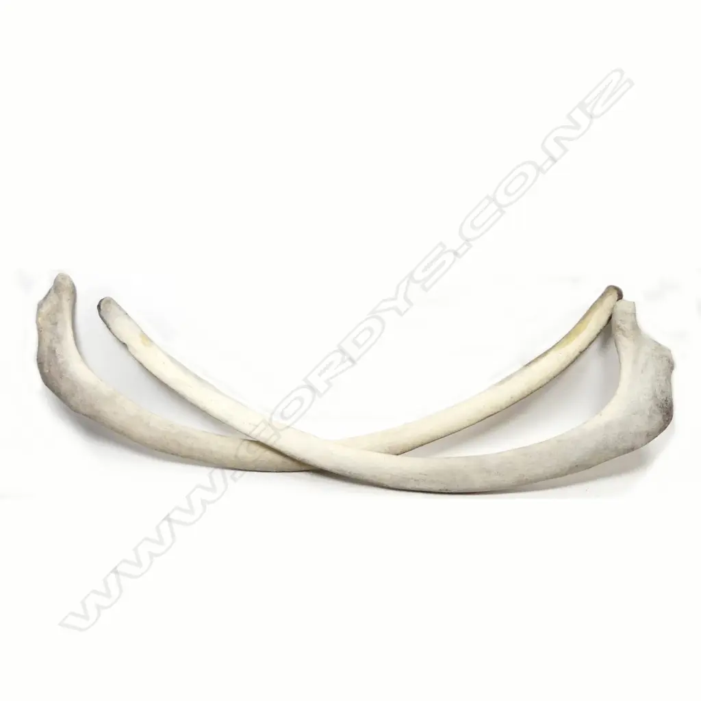 Two large adult sperm whale rib boneS Image 1++