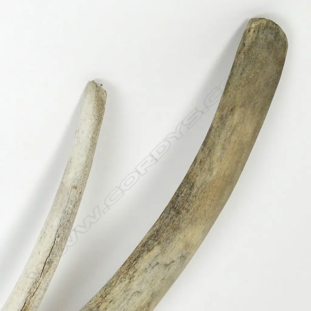 Two whale rib bones Image 1++