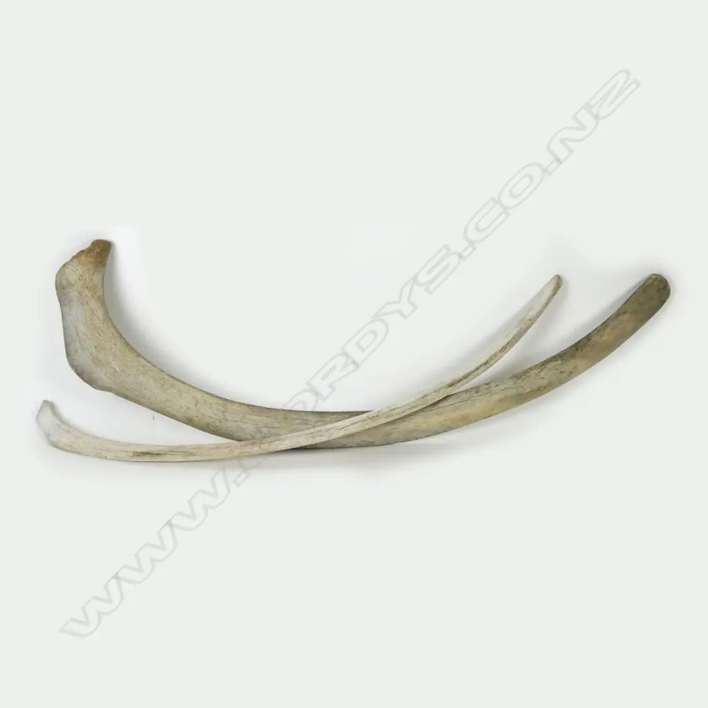 Two whale rib bones Image 1++