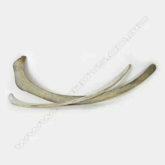 Two whale rib bones