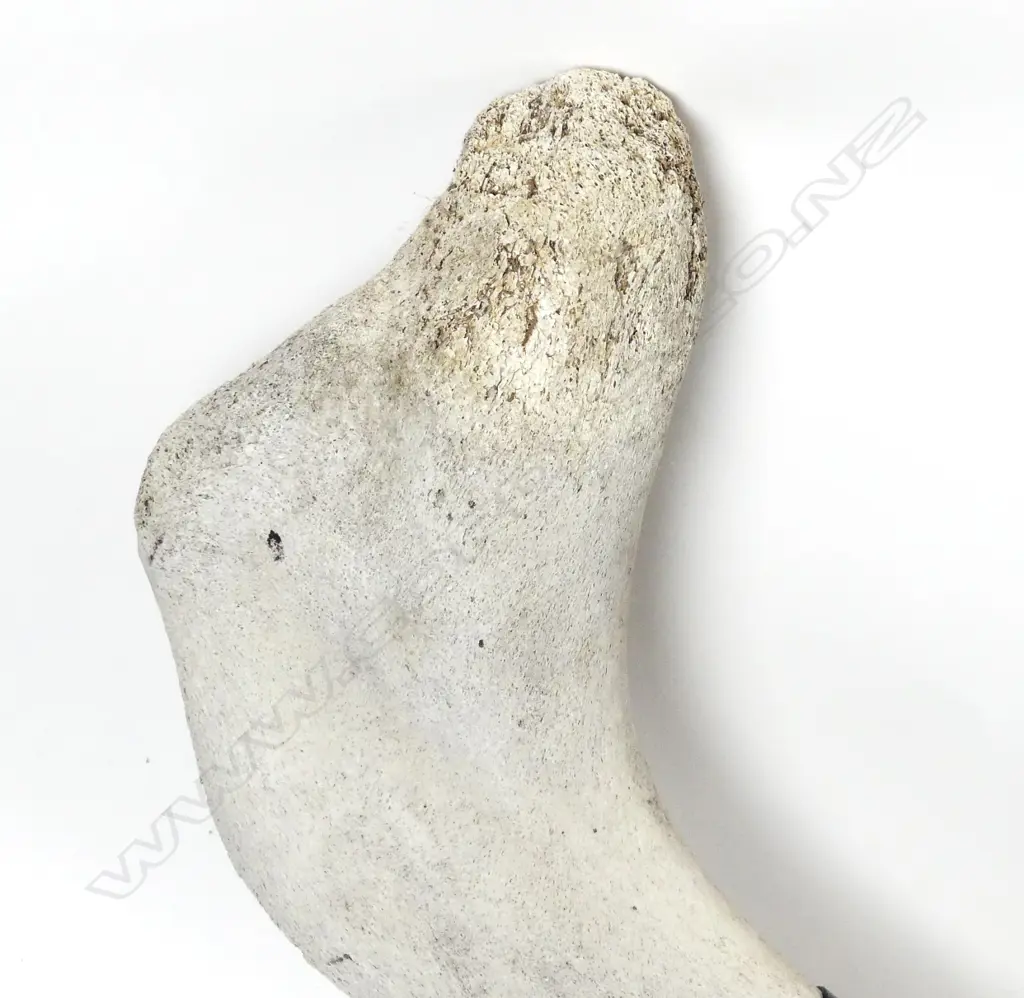 A whale rib bone Image 1++