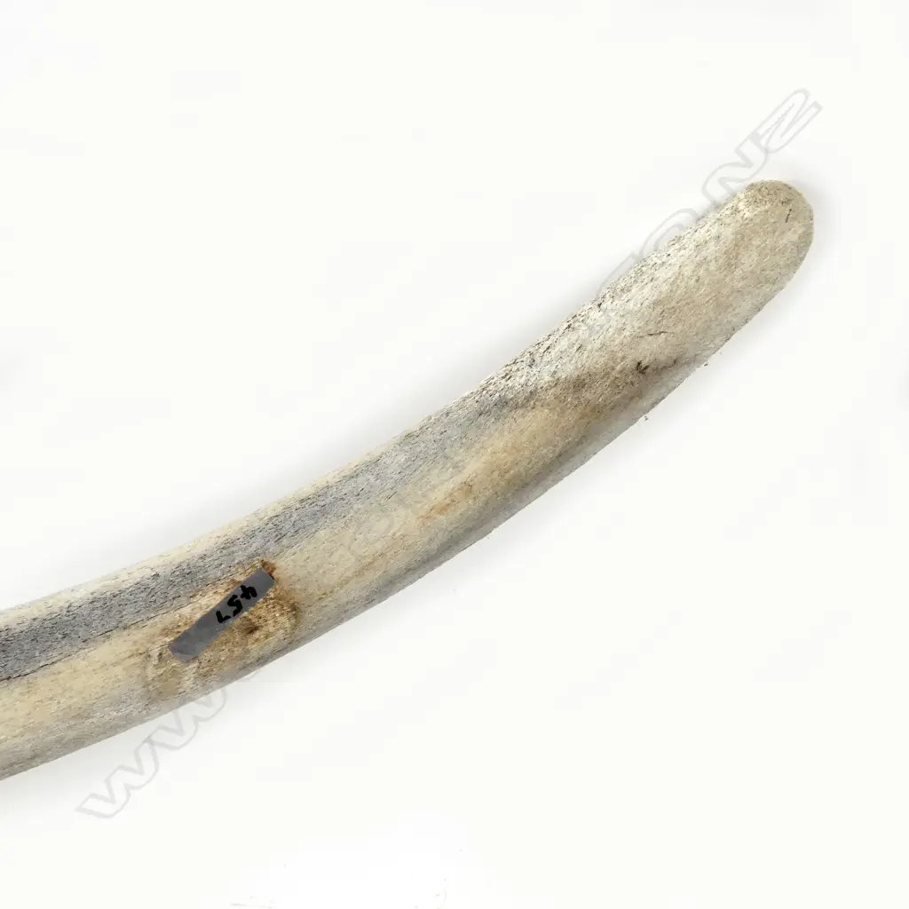 A whale rib bone Image 1++